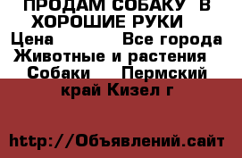 ПРОДАМ СОБАКУ  В ХОРОШИЕ РУКИ  › Цена ­ 4 000 - Все города Животные и растения » Собаки   . Пермский край,Кизел г.